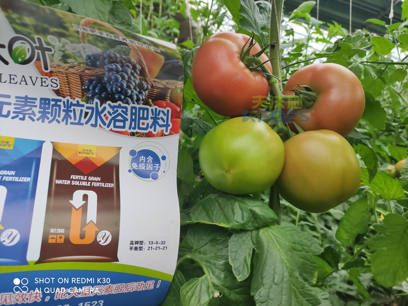 西红柿果实膨大快用什么肥料？且听种植者怎么说！