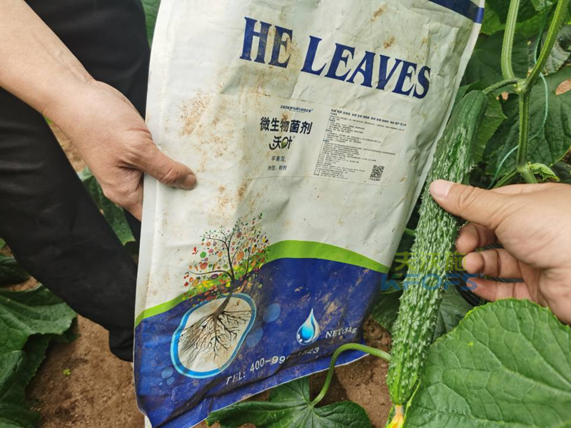 微生物菌剂哪个牌子好-沃叶微生物菌剂黄瓜1.png