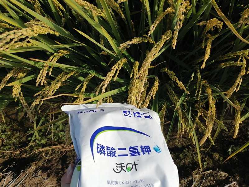 磷酸二氢钾-水稻用沃叶磷酸二氢钾效果1.jpg