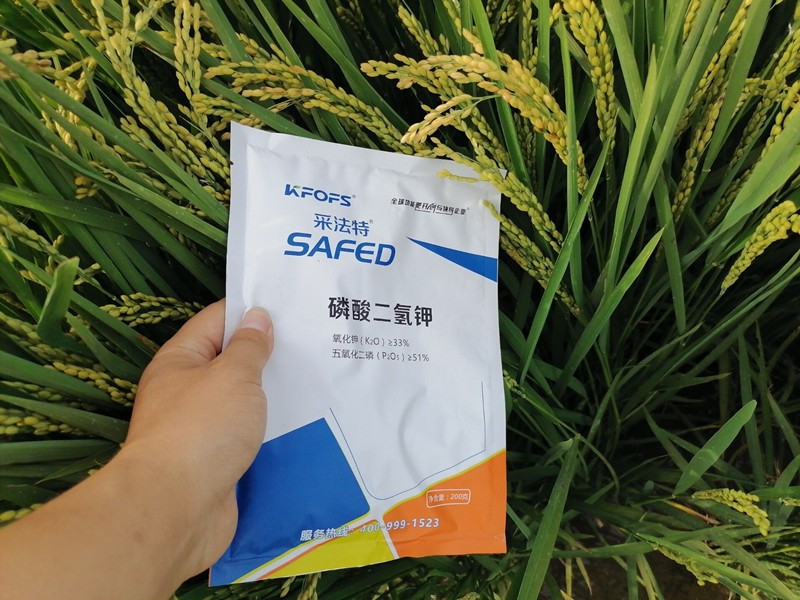 磷酸二氢钾-水稻用采法特磷酸二氢钾效果.jpg