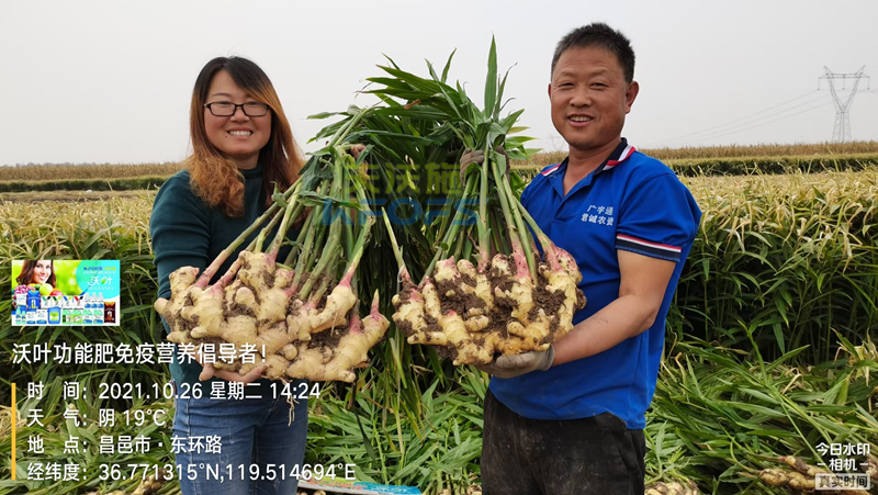 种大姜用什么肥料好？姜农区都爱用沃叶！