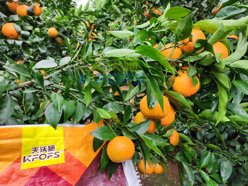 进口水溶肥-柑橘用沃叶水溶肥效果1.png