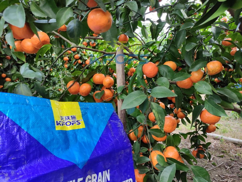柑橘春季什么时候施肥比较好？夫沃施有话说！