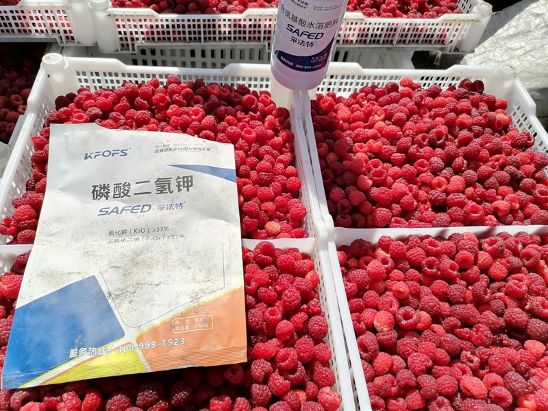 磷酸二氢钾的功效和作用-采法特二氢钾树莓.png