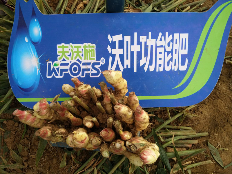 大姜使用水溶肥2.png
