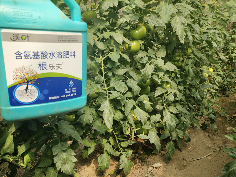 注意了!西红柿用什么肥产量高?