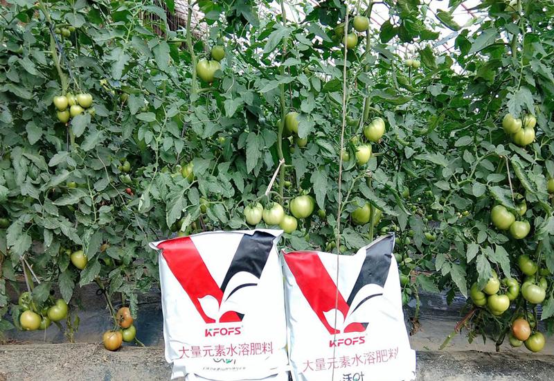 大量元素水溶肥-西红柿用沃叶水溶肥效果.png