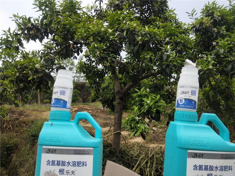 水溶肥-柑橘使用沃叶根乐夫+硼肥效果.jpg
