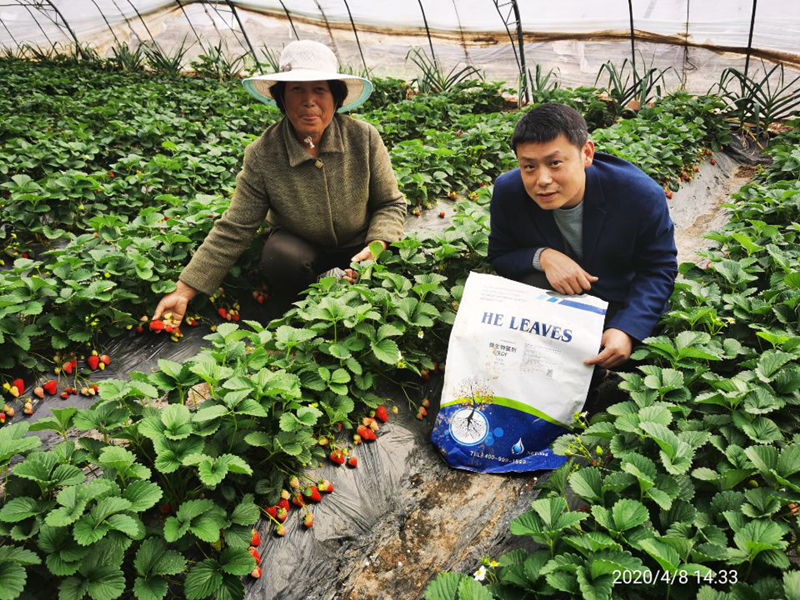 草莓结果期施什么肥好