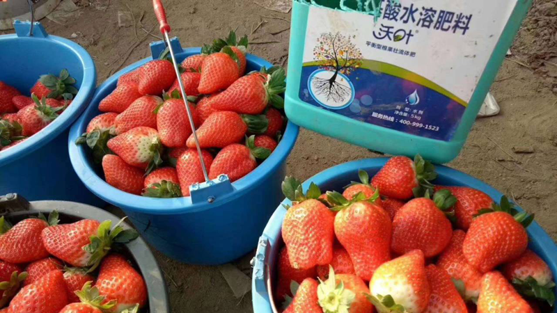 水溶肥-草莓用沃叶流体肥效果.png