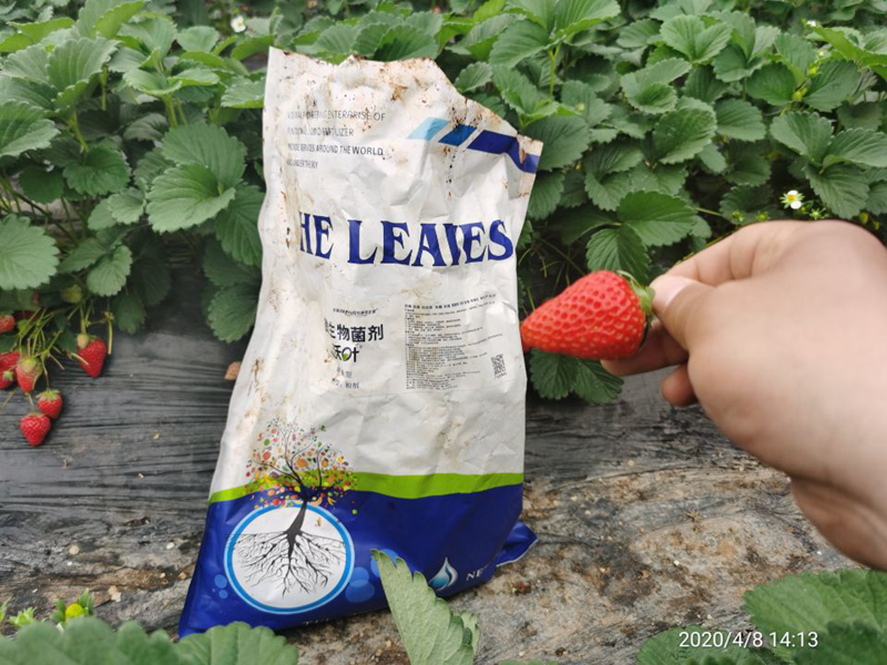 草莓使用水溶肥,如何避免肥害?