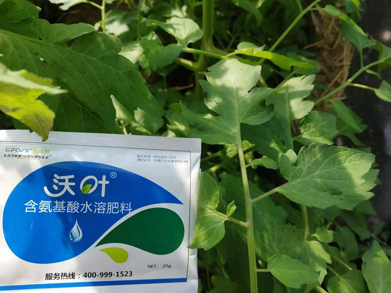 叶面肥-西红柿用沃叶叶面肥效果1.png
