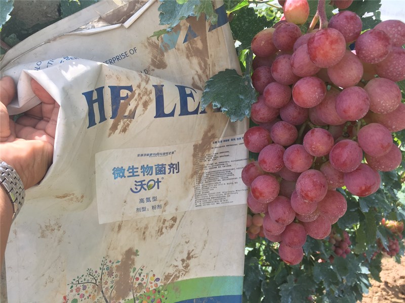 葡萄冲施微生物菌剂效果突出