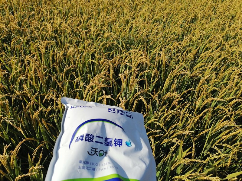 磷酸二氢钾是水稻高产的法宝