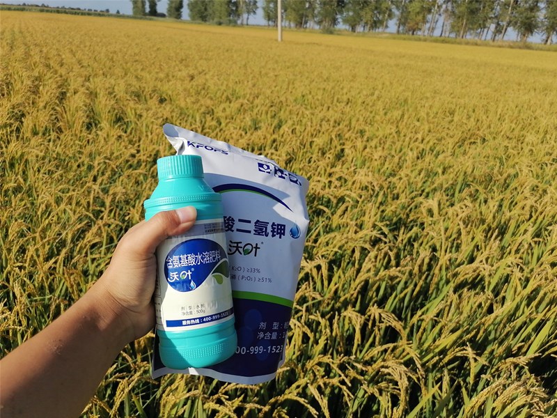 好的叶面肥-水稻用沃叶磷酸二氢钾+叶面肥效果.jpg