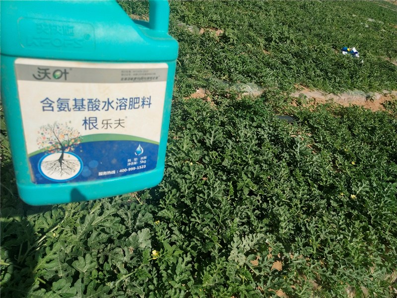 生根剂-西瓜用根乐夫生根剂水溶肥效果1.jpg