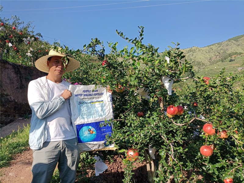 颗粒水溶肥-石榴用沃叶颗粒水溶肥效果_副本.jpg