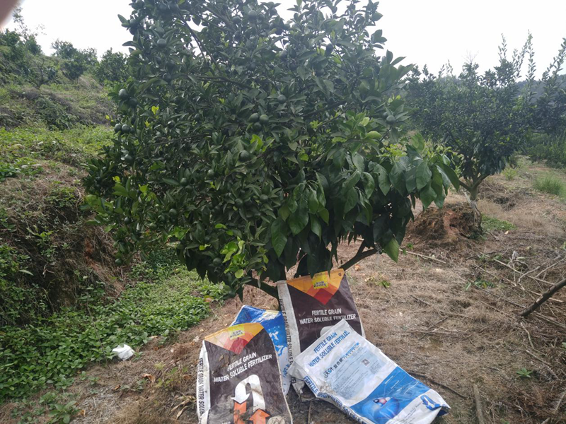 水溶肥-柑橘用沃叶水溶肥效果1.png