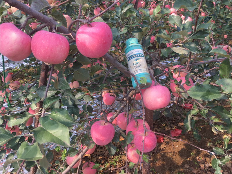 水溶肥—苹果施用水溶肥效果.png