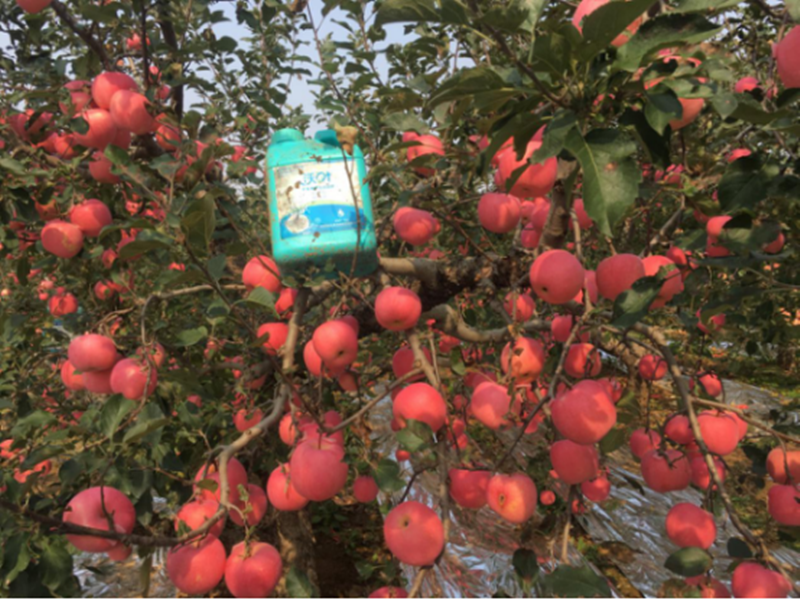 苹果树春季施肥方法?