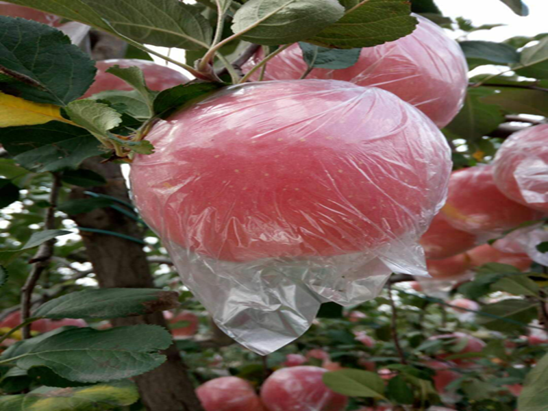 水溶肥-苹果施用沃叶钙肥效果.png