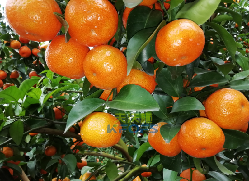 水溶肥-砂糖橘用沃叶钙肥效果1.png