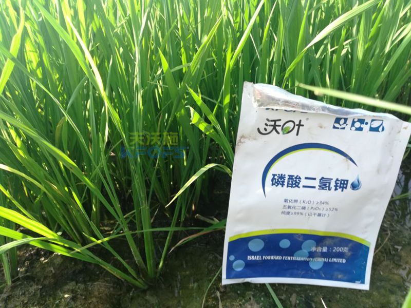 磷酸二氢钾-水稻施用沃叶磷酸二氢钾效果.png