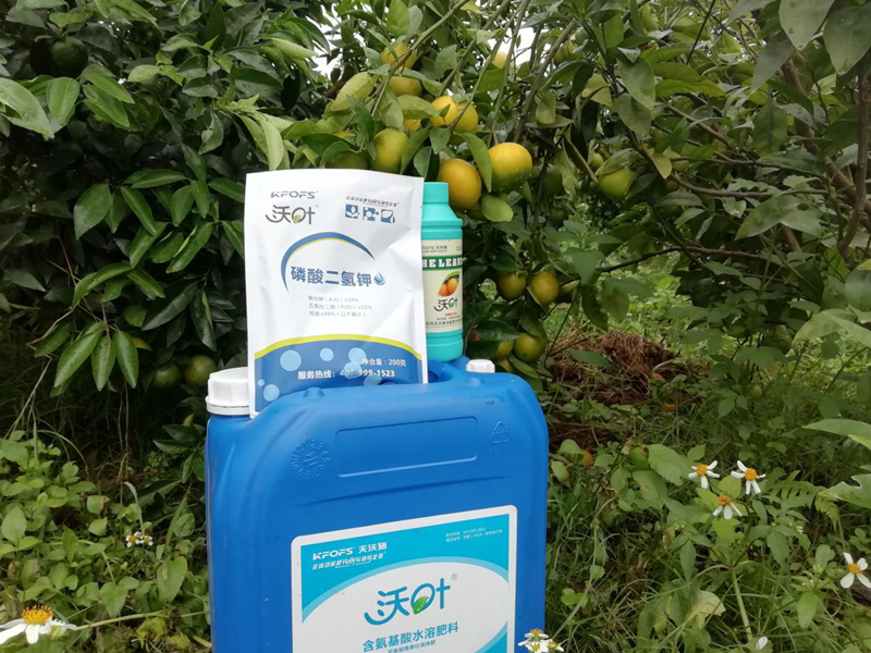 水溶肥-柑橘施用沃叶磷酸二氢钾效果.png