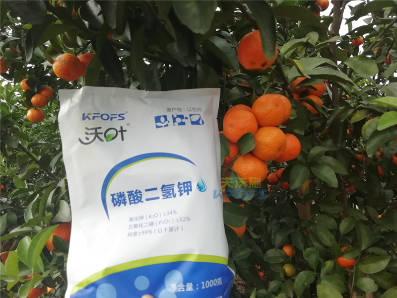 磷酸二氢钾施用事半功倍，果树补钾应怎么选？