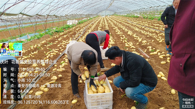 黄腐酸钾-土豆用沃叶矿源黄腐酸钾.png