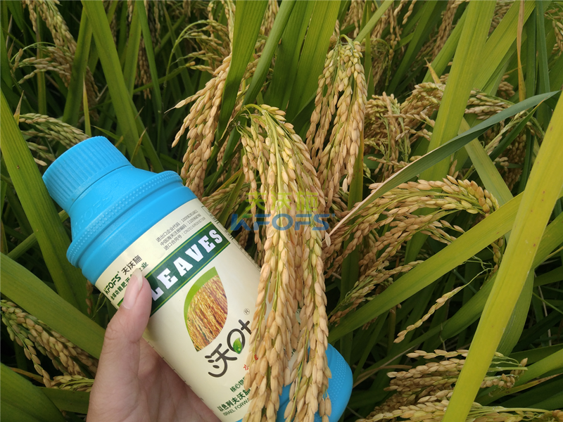 好吃又高产的水稻是怎么种出来的？