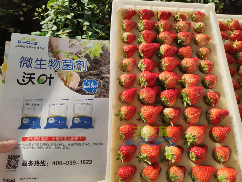 果实膨大期施肥诀窍-沃叶菌剂草莓.png