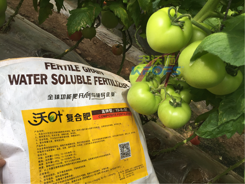 水溶肥-番茄用沃叶微生物菌剂效果.png