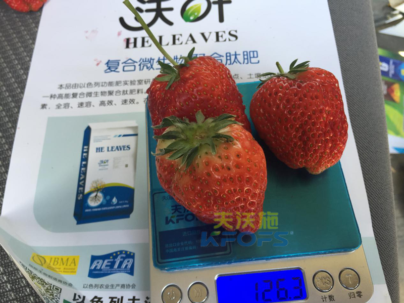 水溶肥-草莓用沃叶水溶肥效果1.png