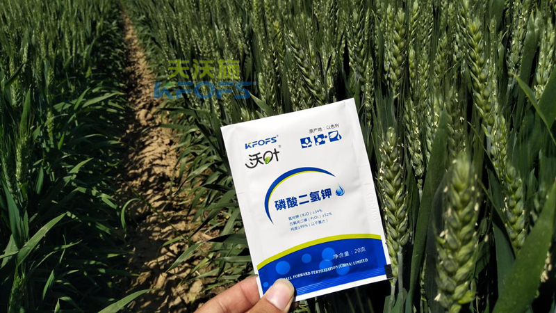 水溶肥-小麦用磷酸二氢钾效果.png