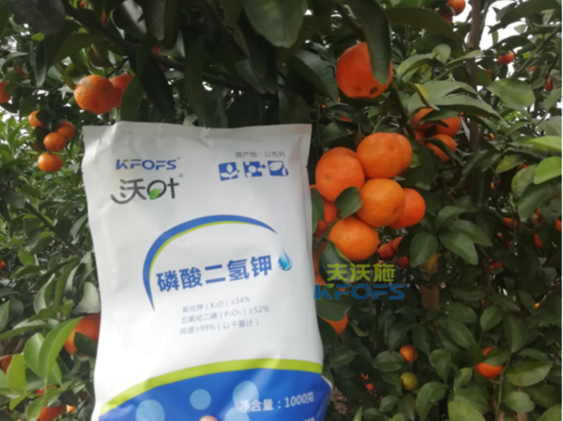 磷酸二氢钾-柑橘用磷酸二氢钾效果.png