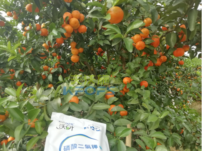 磷酸二氢钾-柑橘用磷酸二氢钾效果1.png