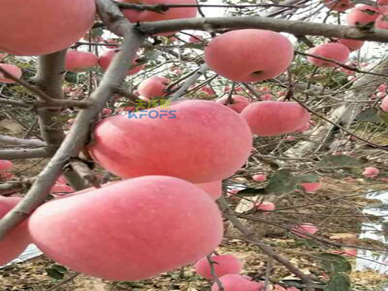 生物菌肥哪种好？