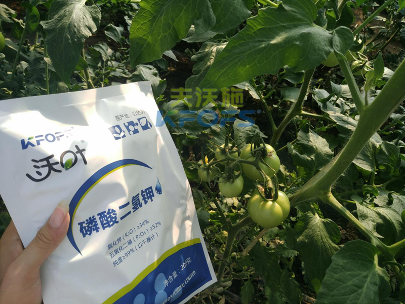 番茄叶面肥的使用技巧-沃叶磷酸二氢钾番茄1.png