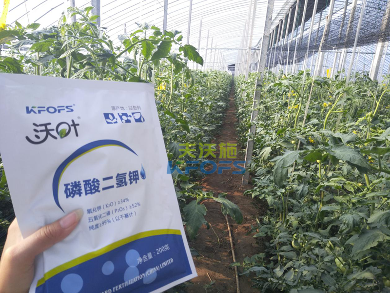 番茄叶面肥的使用技巧-沃叶磷酸二氢钾番茄.png