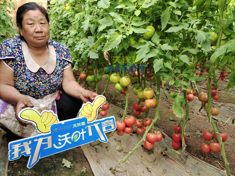 沃叶水溶肥怎么样-沃叶用户见证1.png