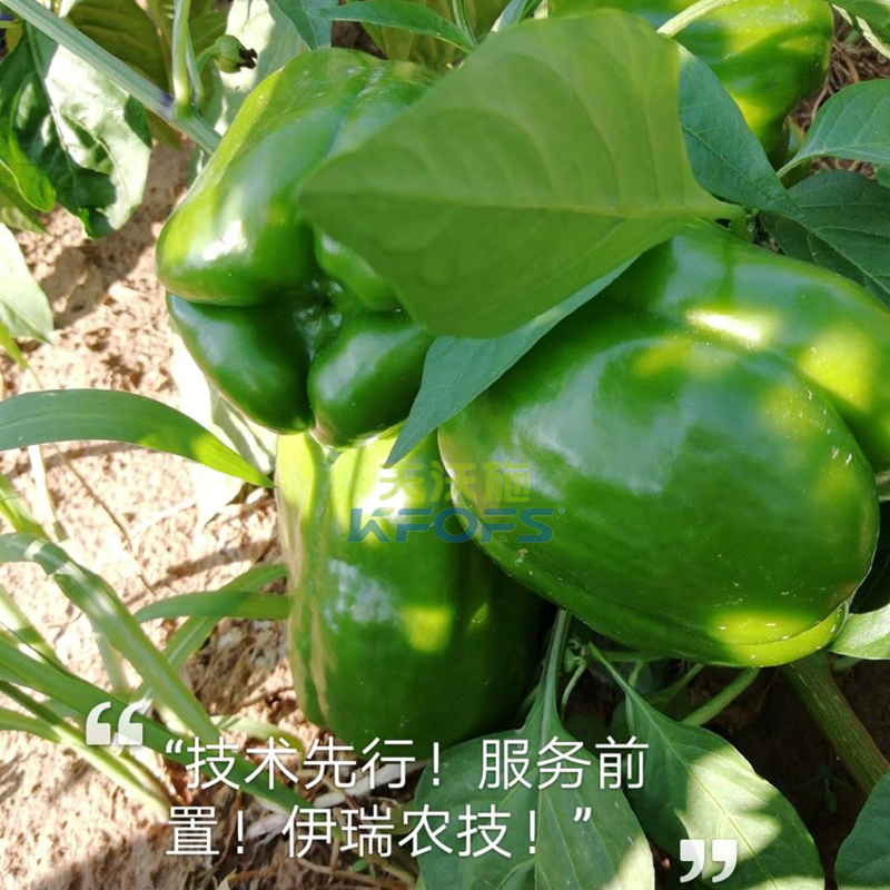 生物菌肥作用-沃叶微生物菌剂辣椒1.png