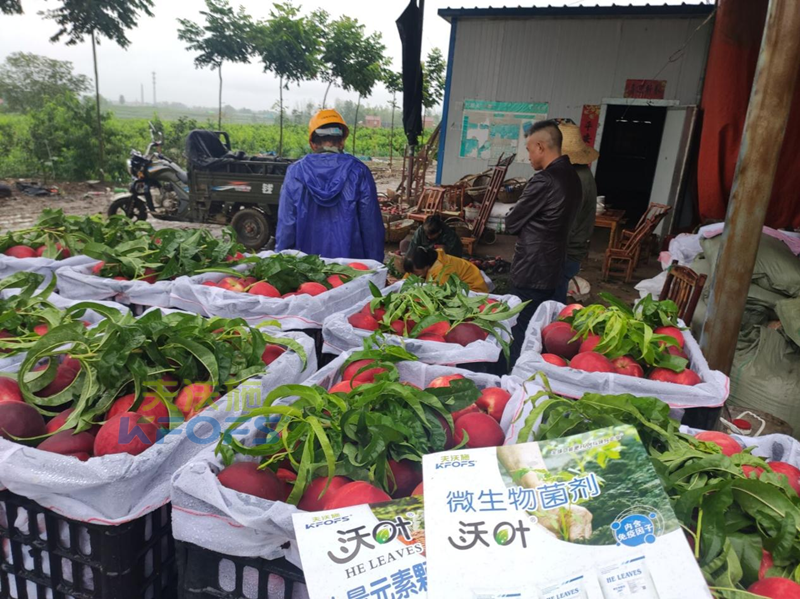 水溶肥怎么用效果好