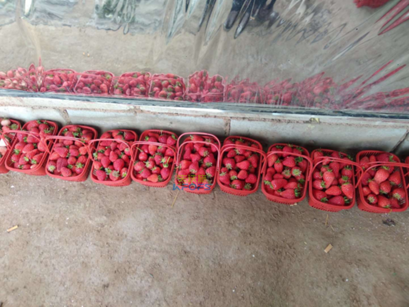 进口肥料如何选择-采法特草莓效果2.png
