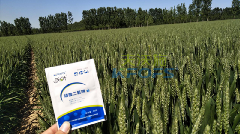 磷酸二氢钾的应用-沃叶小麦效果1.png