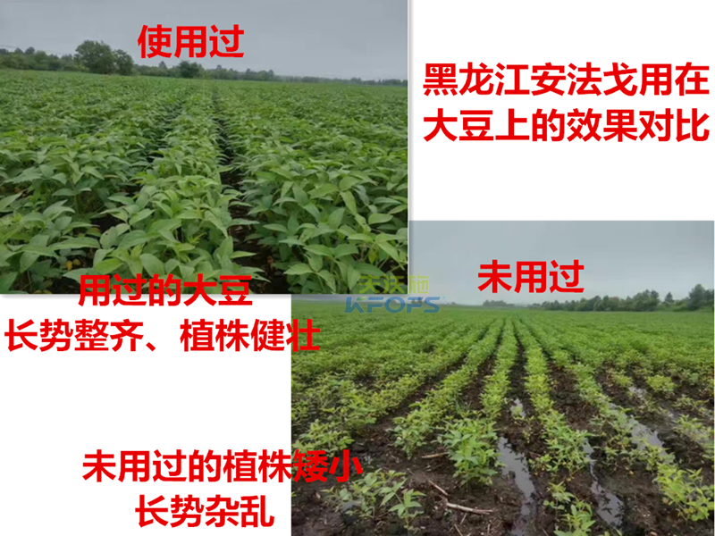 除草剂什么时候打好