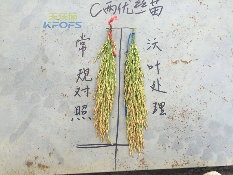 水稻怎么施肥高产？.jpg