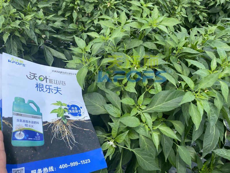 青椒种植用什么水溶肥？张大叔推荐沃叶