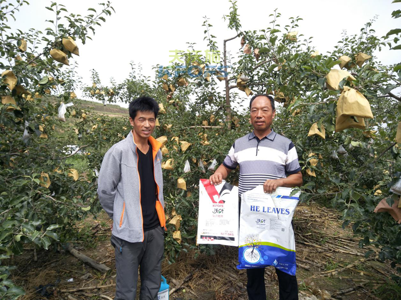 苹果树用什么肥料好