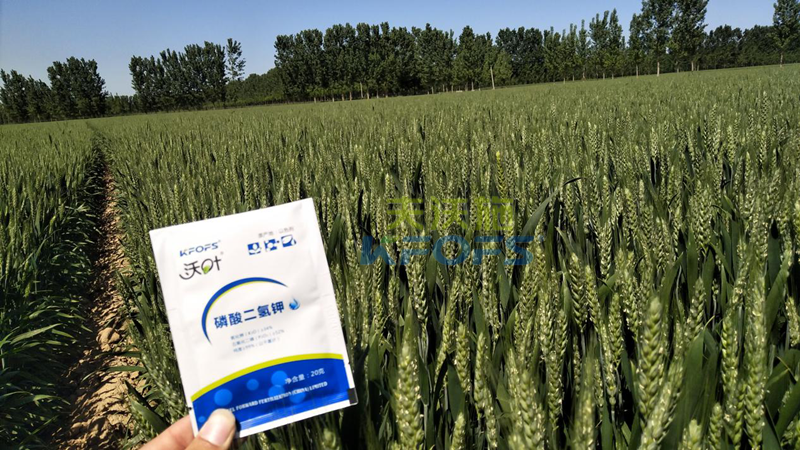 磷酸二氢钾在小麦上的用处1.png
